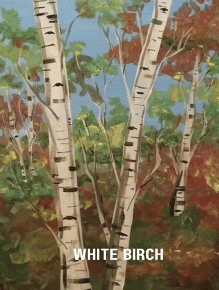 White Birch